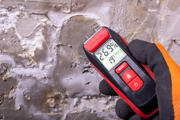 Best Home Mold Removal  in Brightwaters, NY