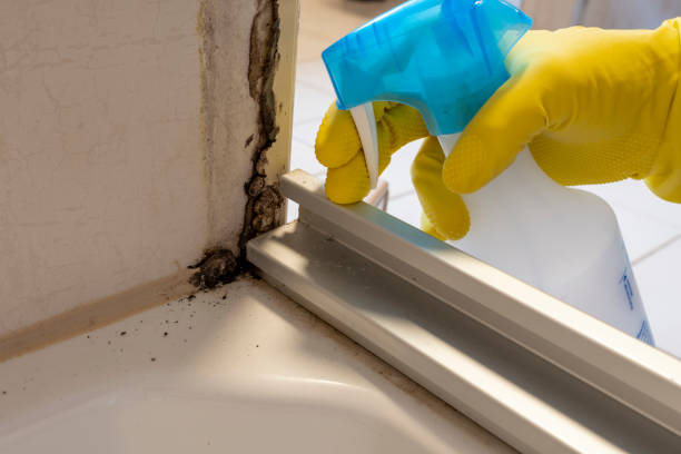Best Attic Mold Removal  in Brightwaters, NY