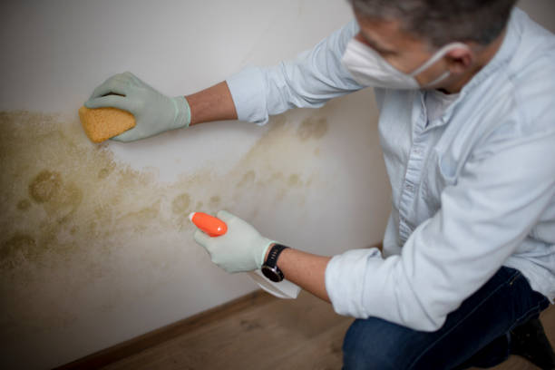Best Mold Testing  in Brightwaters, NY