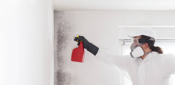 Best Mold Remediation  in Brightwaters, NY