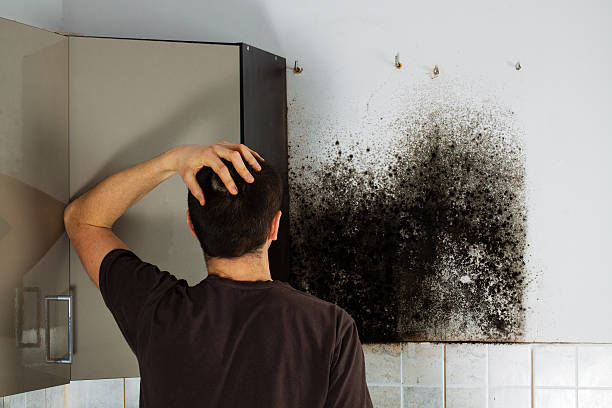 Best Certified Mold Removal  in Brightwaters, NY