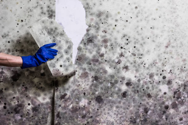 Best Affordable Mold Removal  in Brightwaters, NY