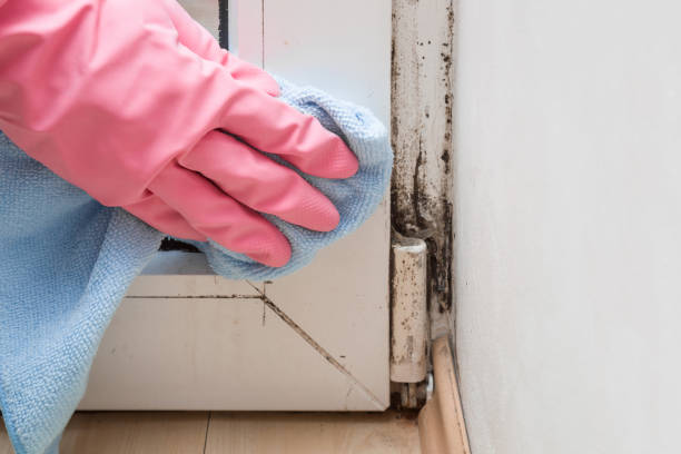 Best Commercial Mold Removal  in Brightwaters, NY