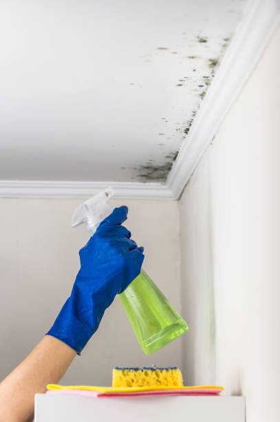 Best Crawl Space Mold Removal  in Brightwaters, NY